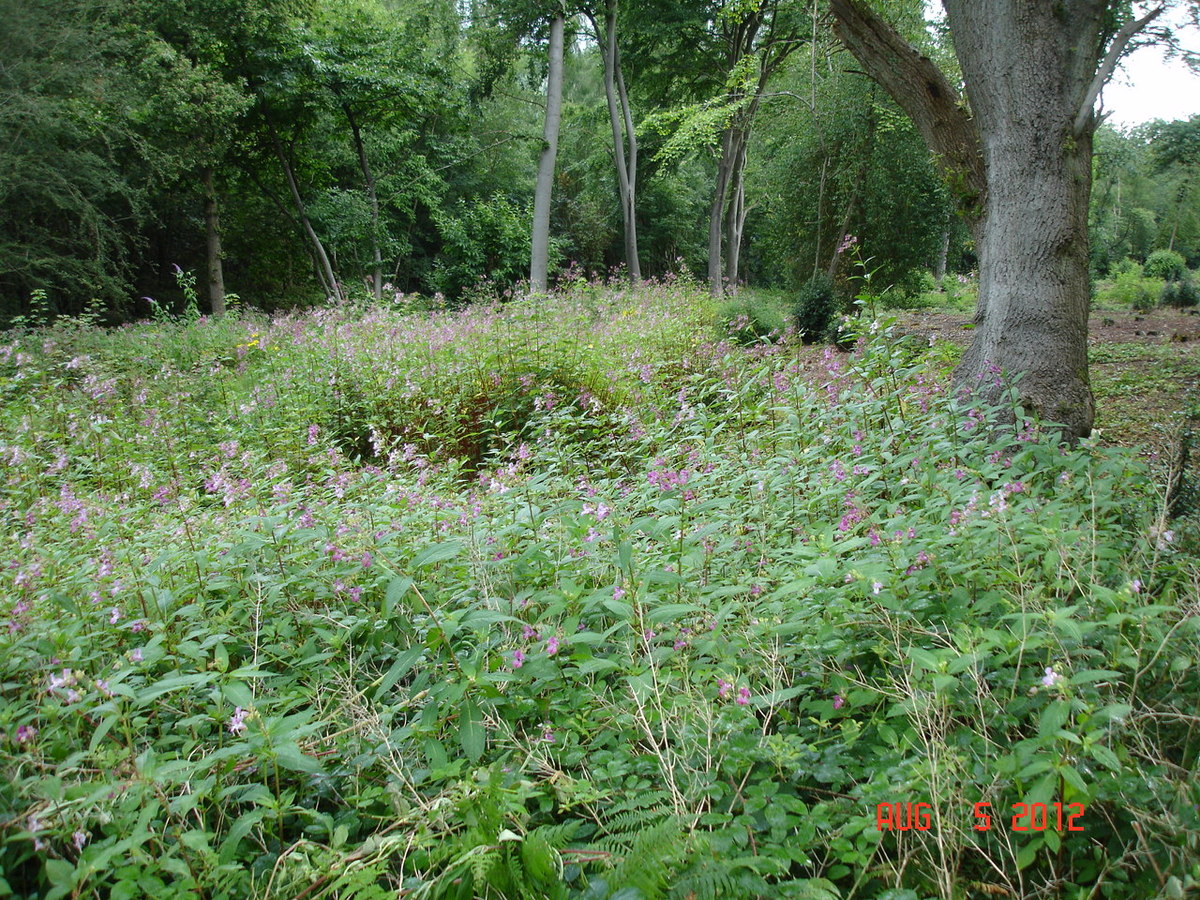 Himalayan Balsam (2)